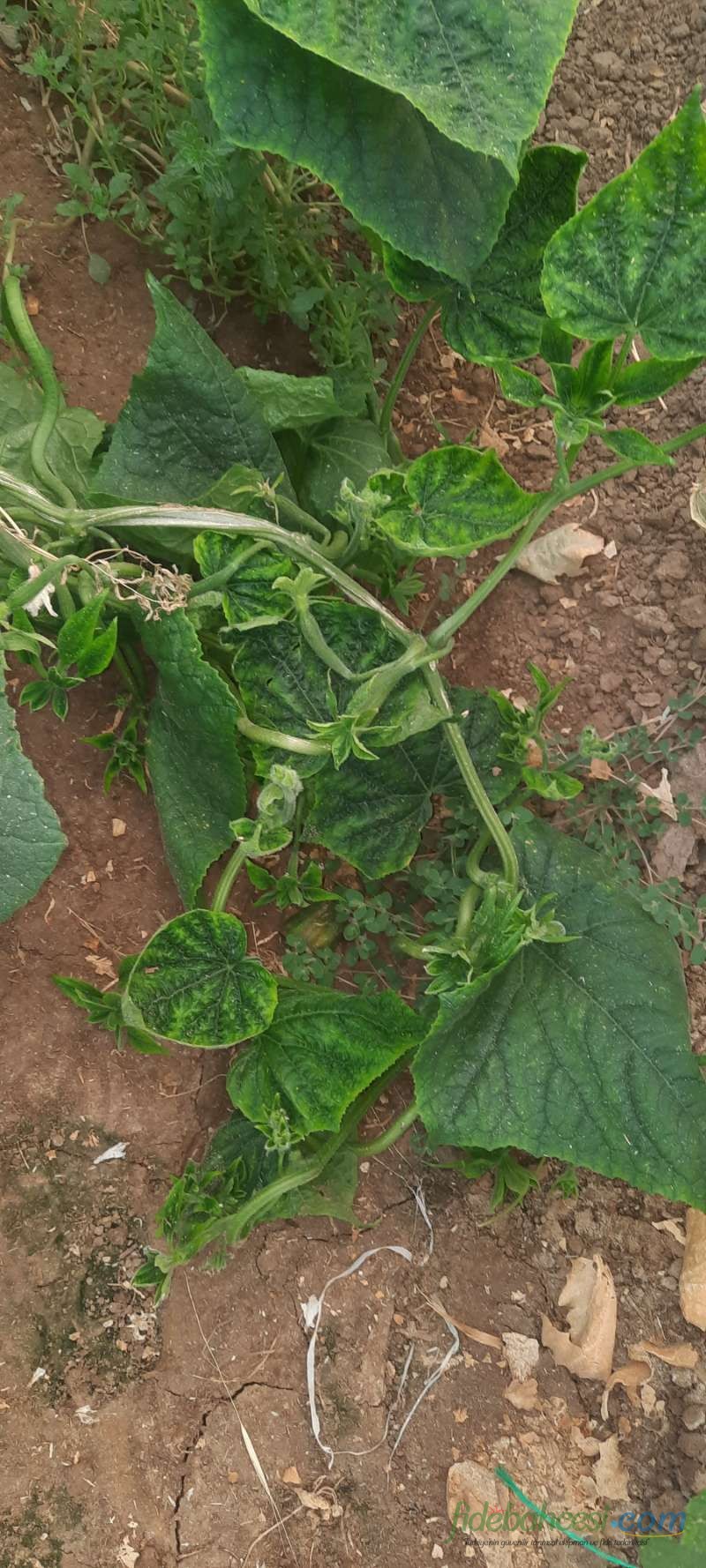 Hıyar (Cucumis sativus)