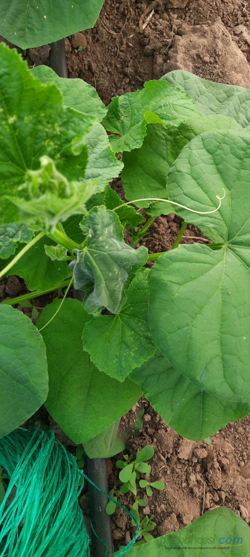 Kabak (Cucurbita pepo)