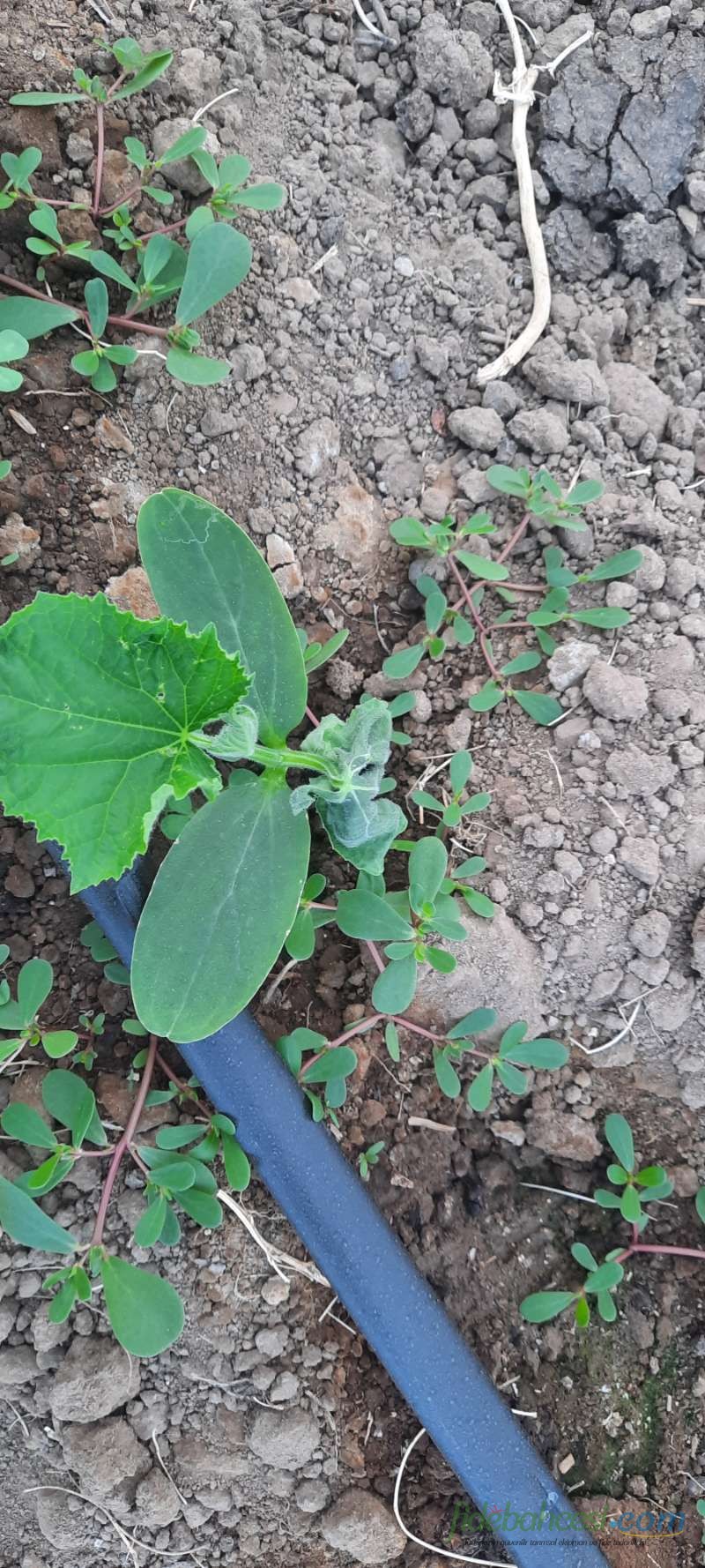 Kabak (Cucurbita pepo)