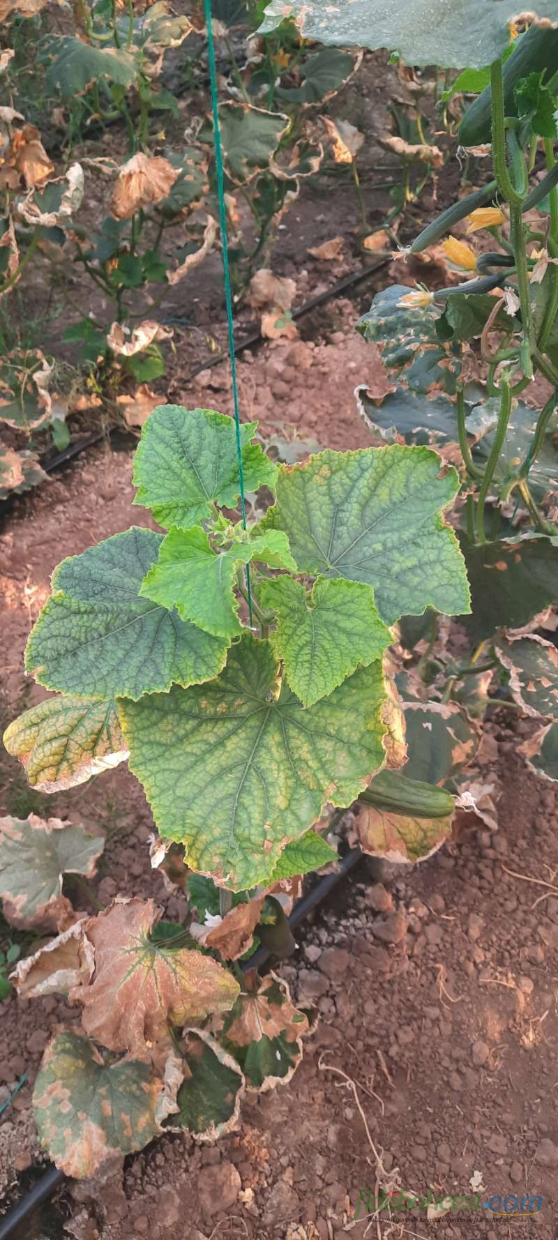 Salatalık (Cucumis sativus)