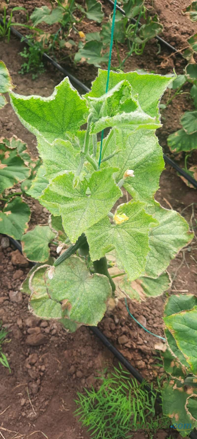 Hıyar (Cucumis sativus)