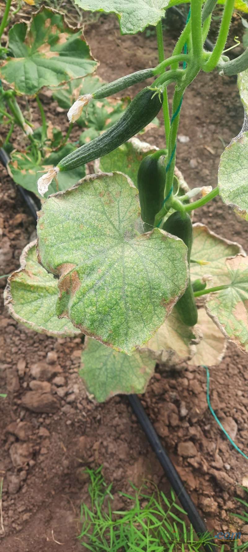 Hıyar (Cucumis sativus)