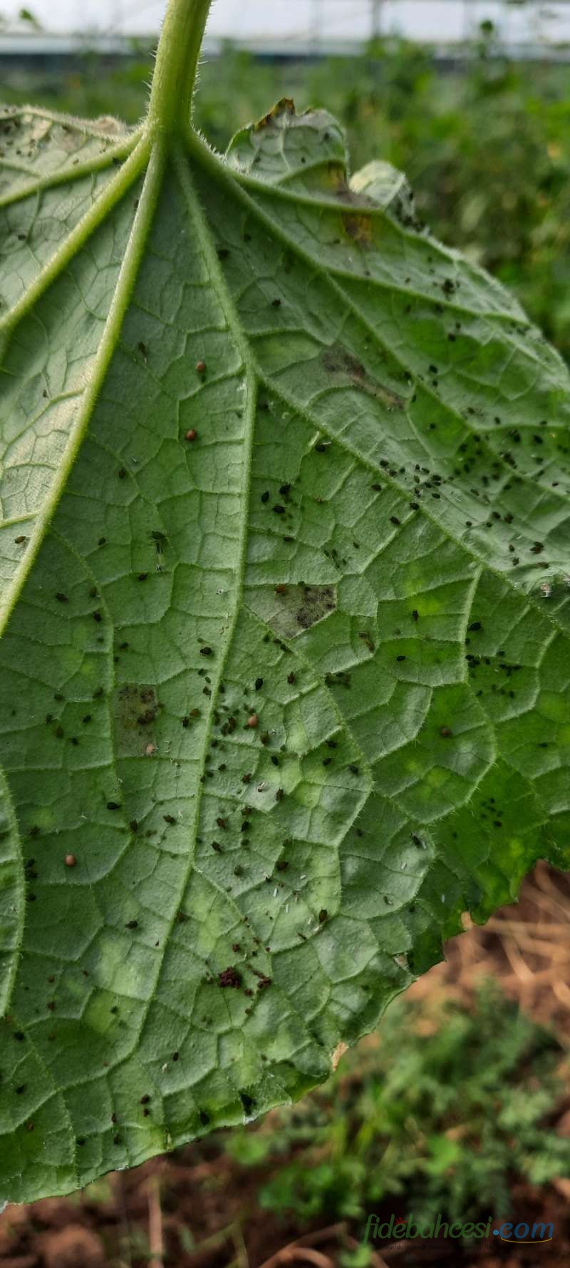 Hıyar (Cucumis sativus)