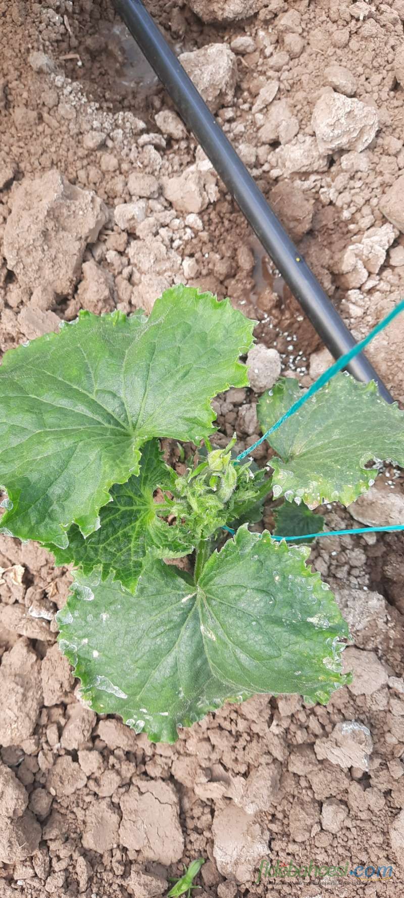 Salatalık (Cucumis sativus)