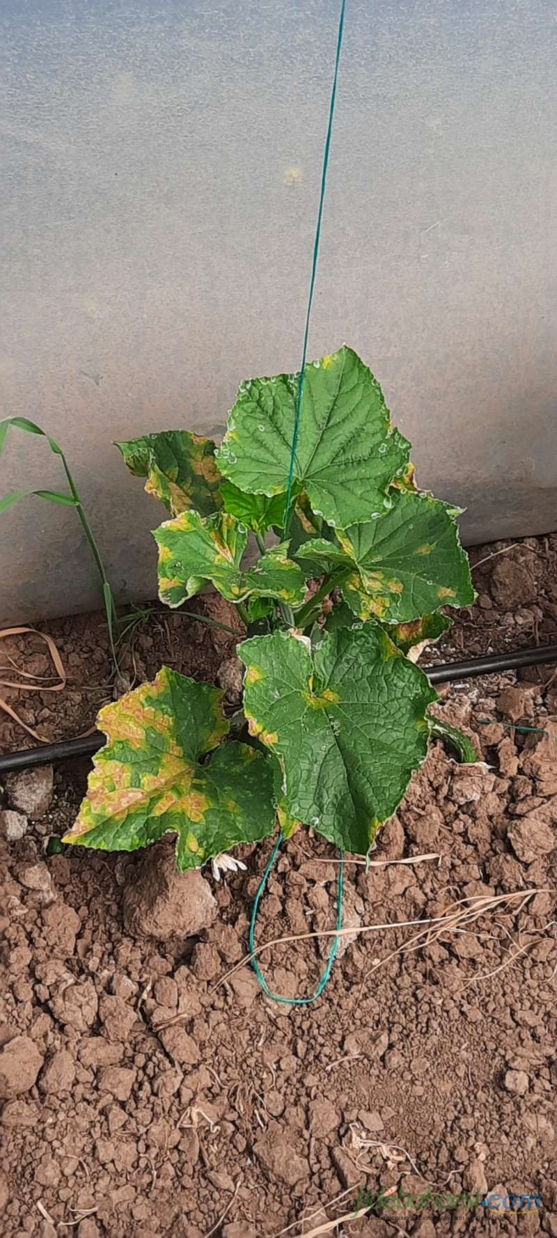 Salatalık (Cucumis sativus)