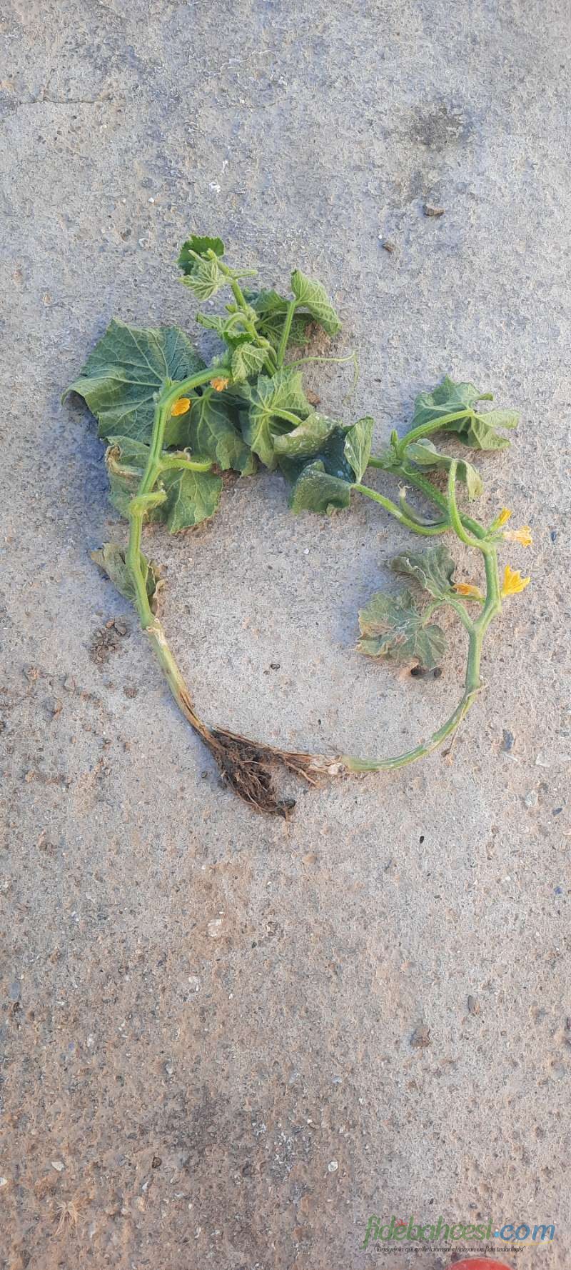 Kavun (Cucumis melo)