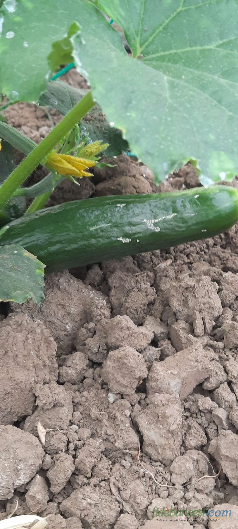 Hıyar (Cucumis sativus)