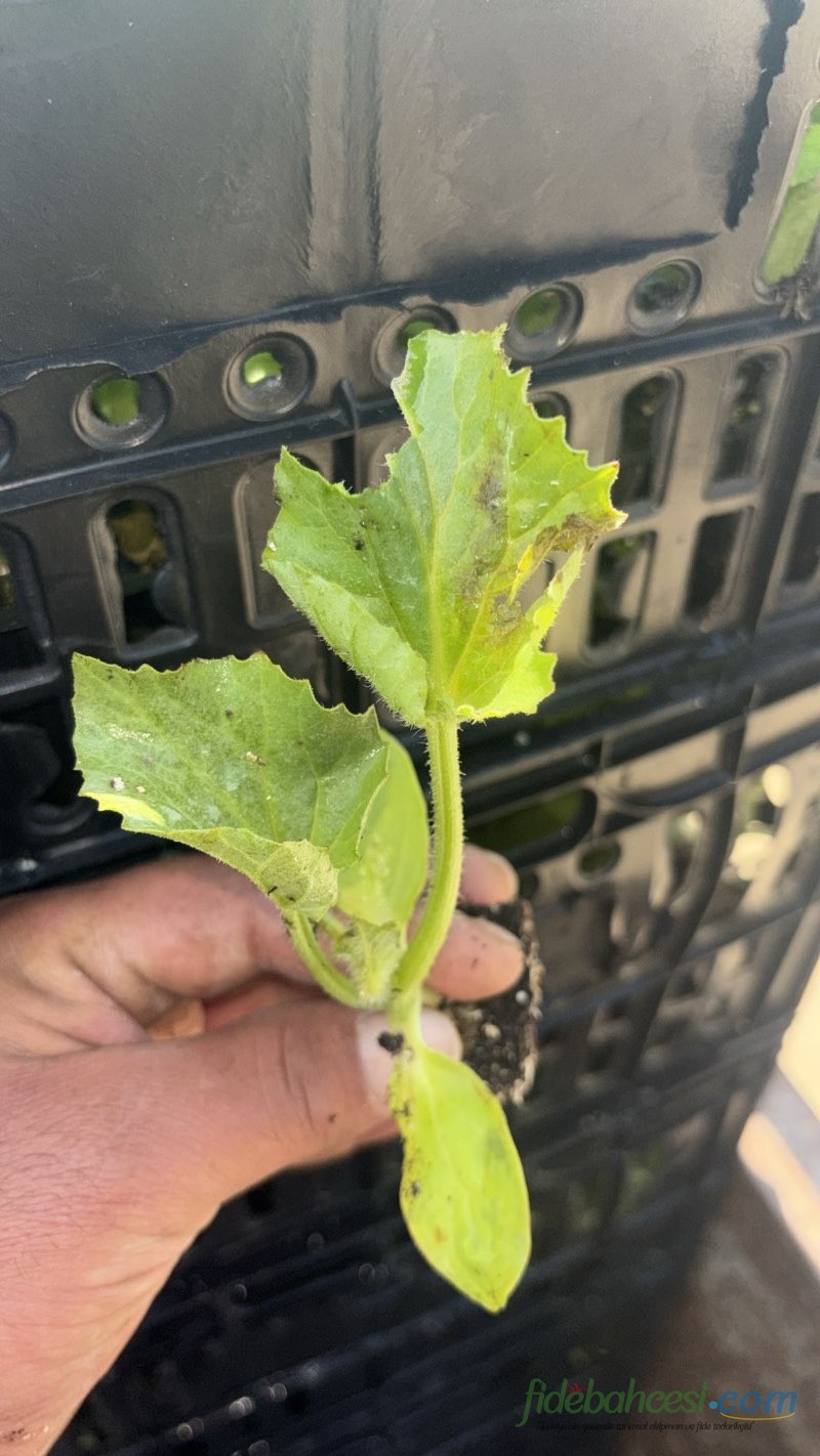 Kabak (Cucurbita pepo)