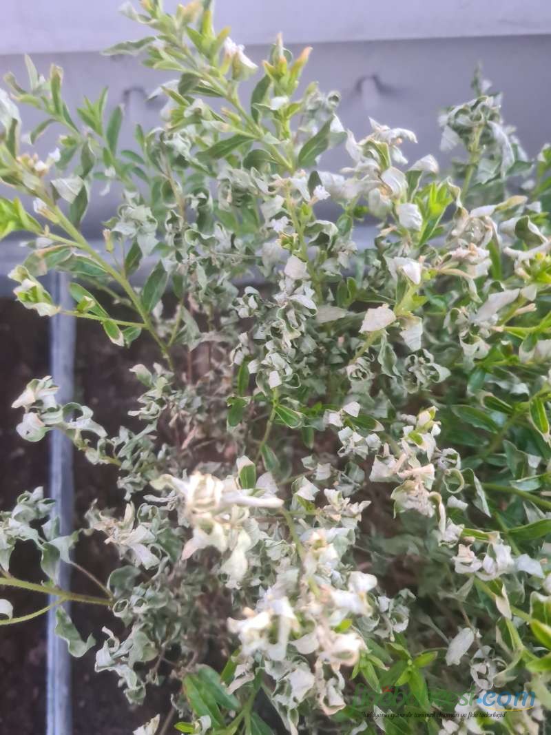 Taflan (Euonymus japonicus)