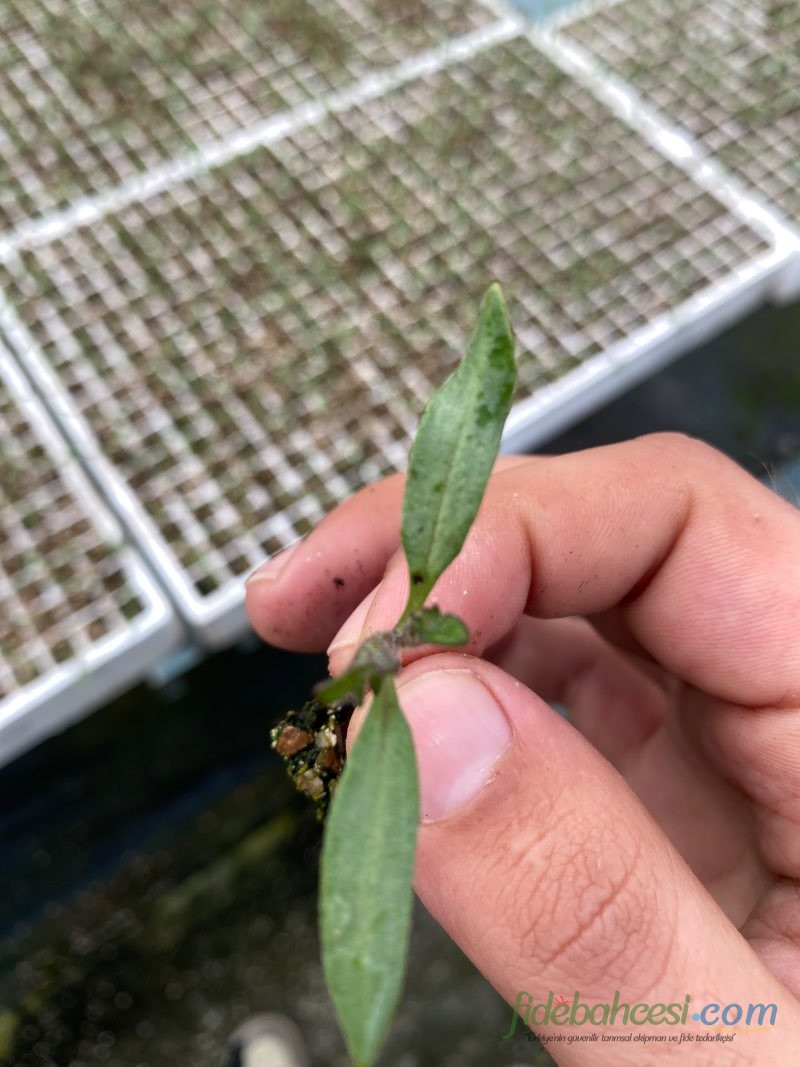 Domates Fidesi (Solanum lycopersicum)