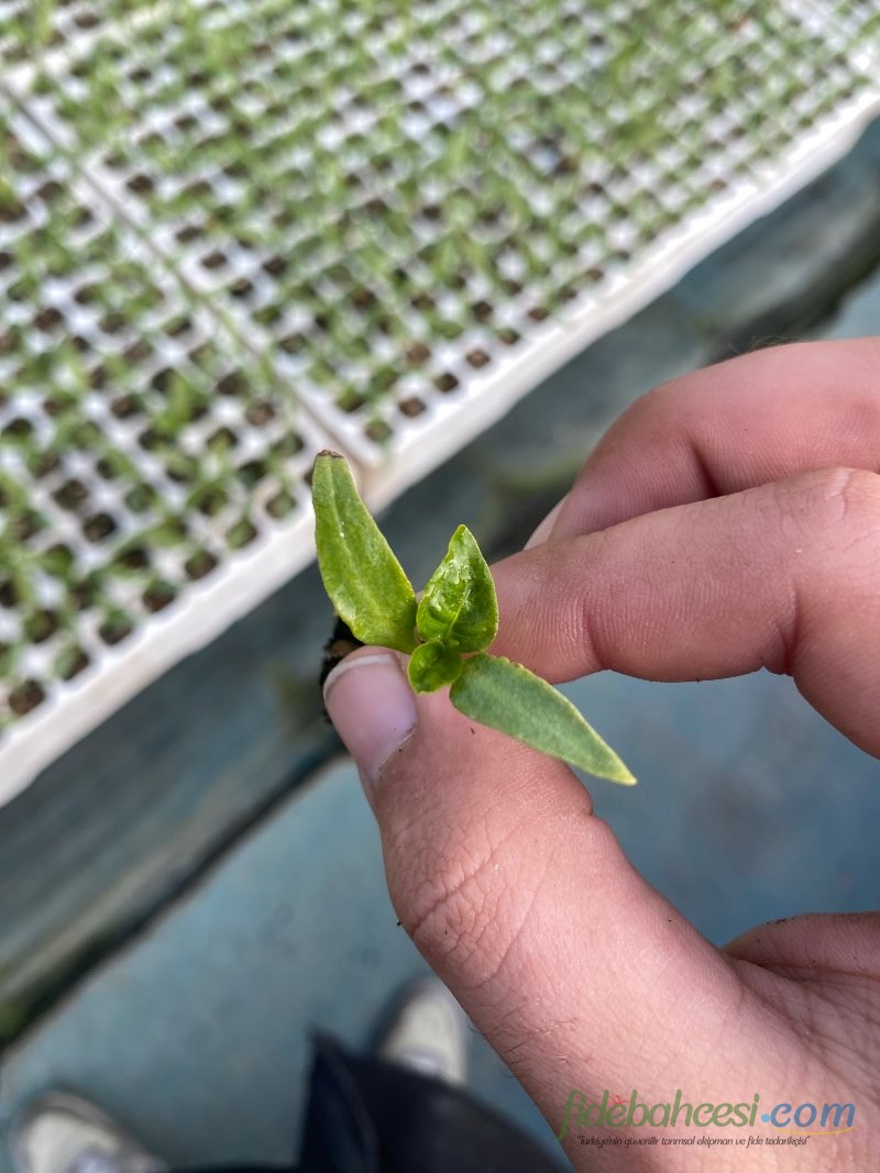 Biber (Capsicum annuum)
