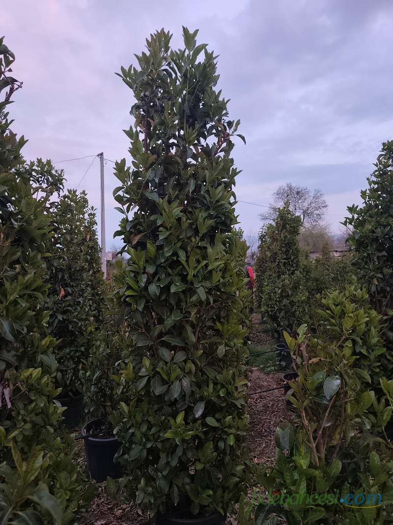 Prunus laurocerasus (Taflan)