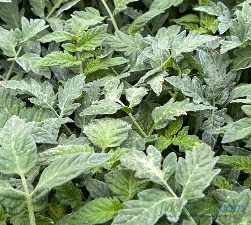 Domates (Solanum lycopersicum)