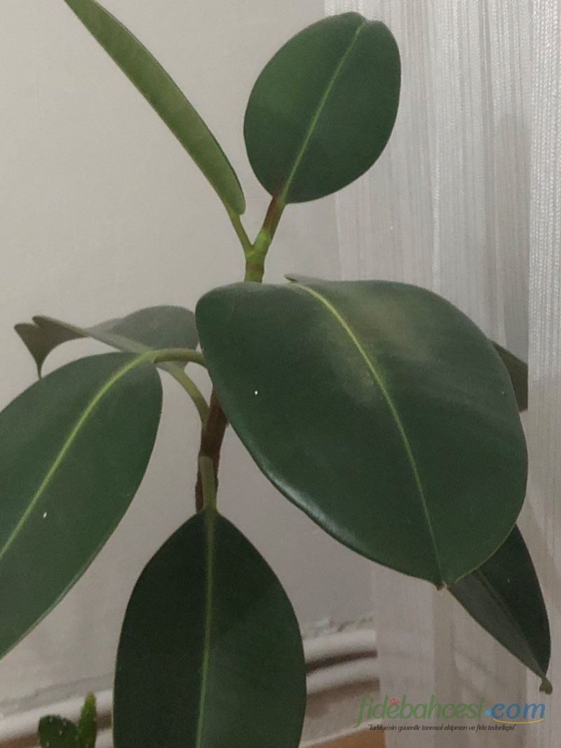 Kauçuk Bitkisi (Ficus elastica)