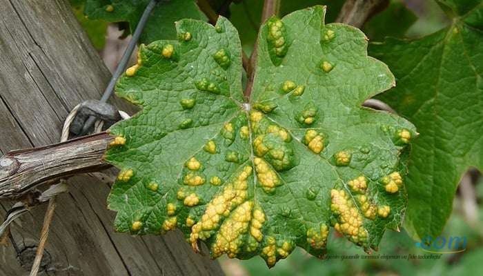 Vitis vinifera (Asma)