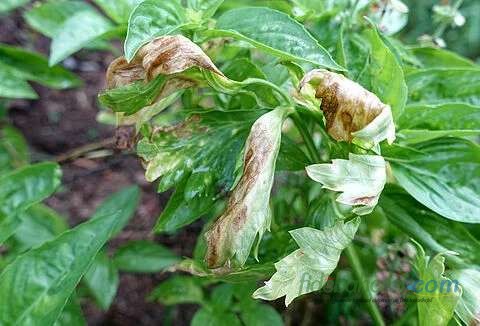 Capsicum annuum (Biber)