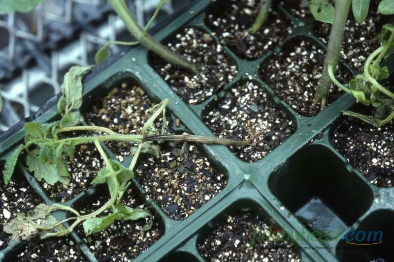 Domates (Solanum lycopersicum)