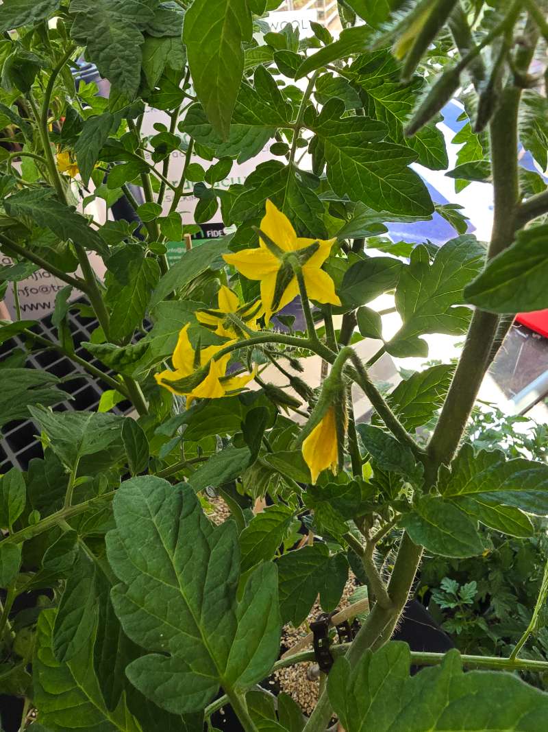 Domates (Solanum lycopersicum)