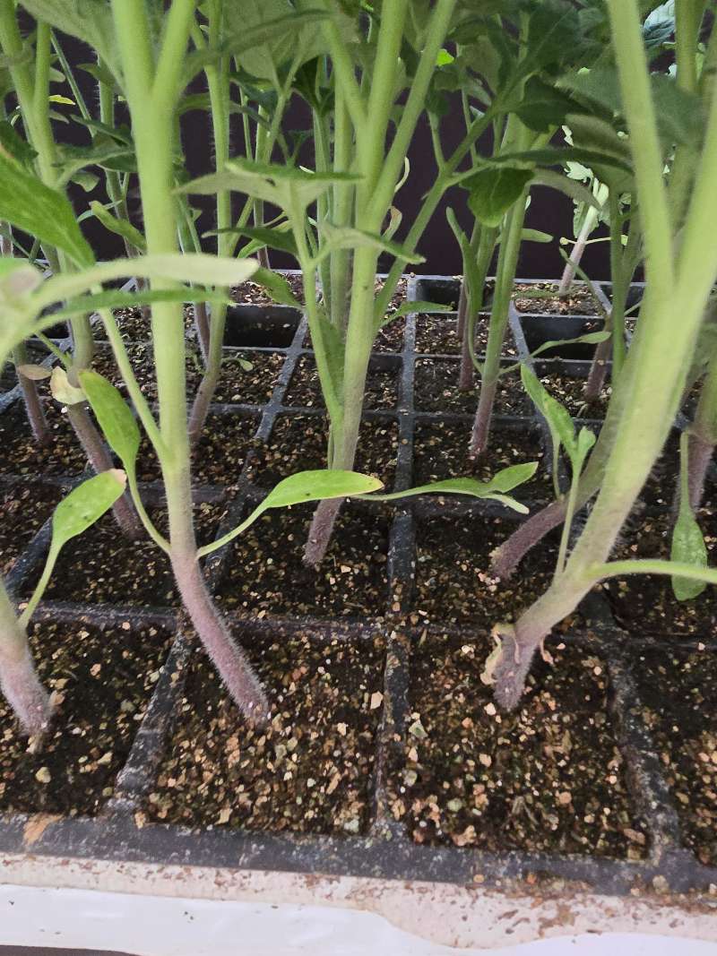 Domates (Solanum lycopersicum)