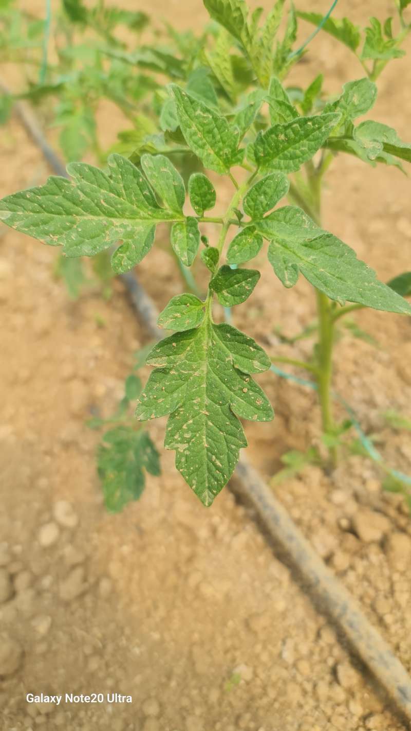 Domates (Solanum lycopersicum)