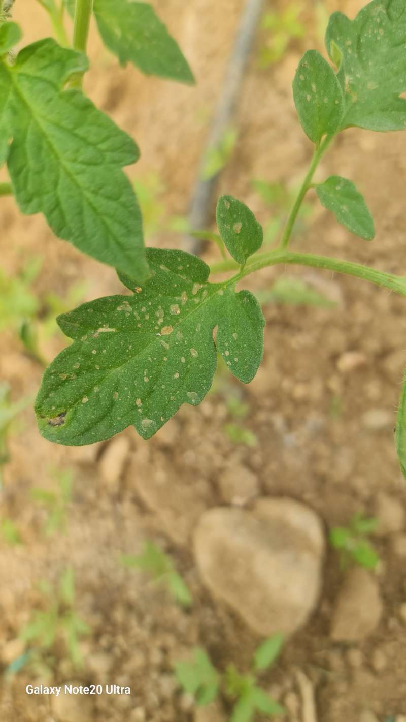 Domates (Solanum lycopersicum)