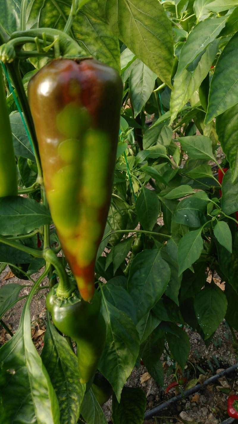 Biber (Capsicum annuum)