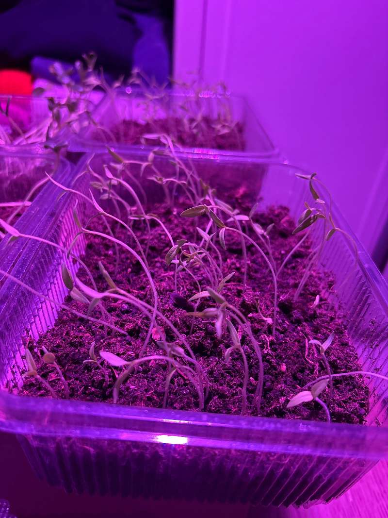 Domates (Solanum lycopersicum)