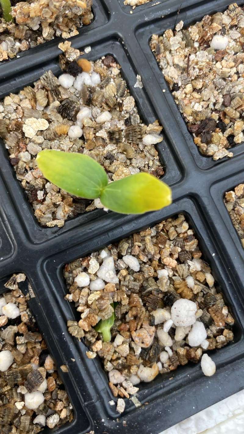 Hıyar (Cucumis sativus)