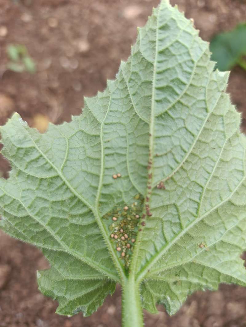 Hıyar (Cucumis sativus)