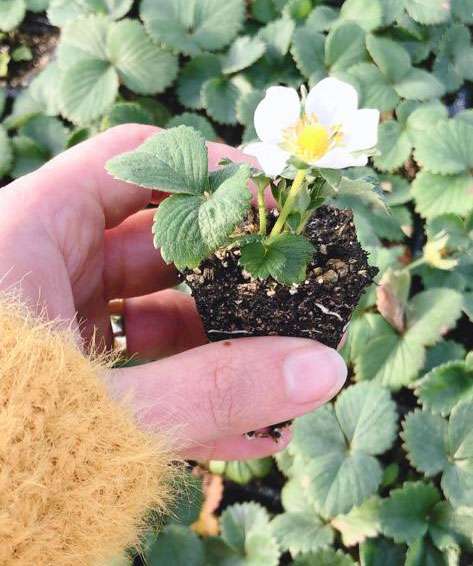 Çilek (Fragaria x ananassa)
