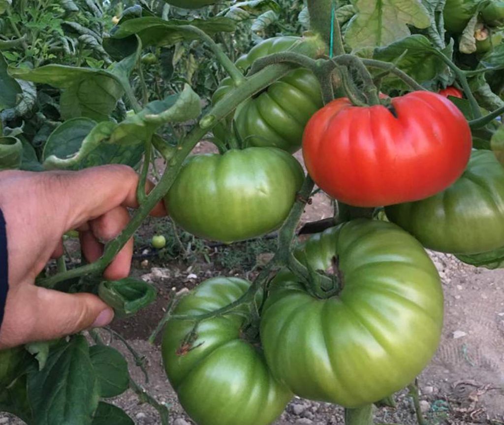 Domates (Solanum lycopersicum)