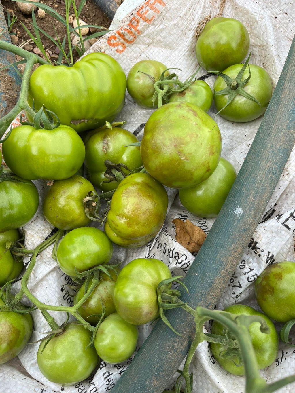 Domates (Solanum lycopersicum)