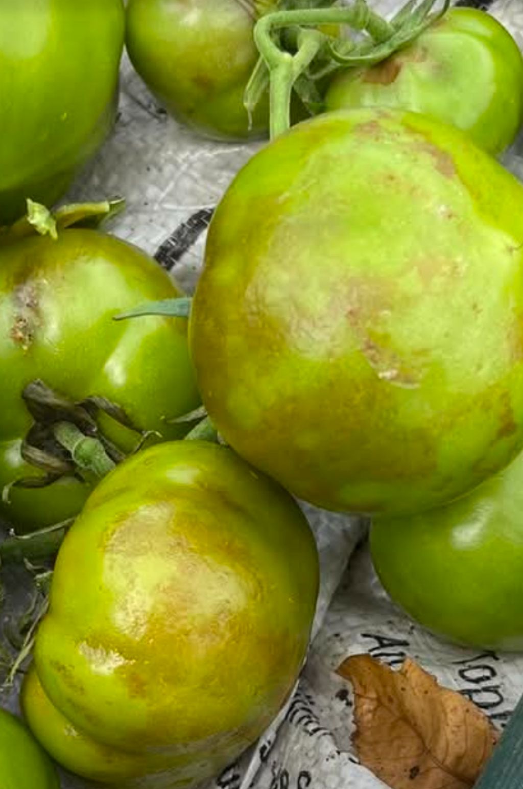 Domates (Solanum lycopersicum)