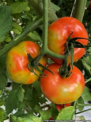 Domates (Solanum lycopersicum)