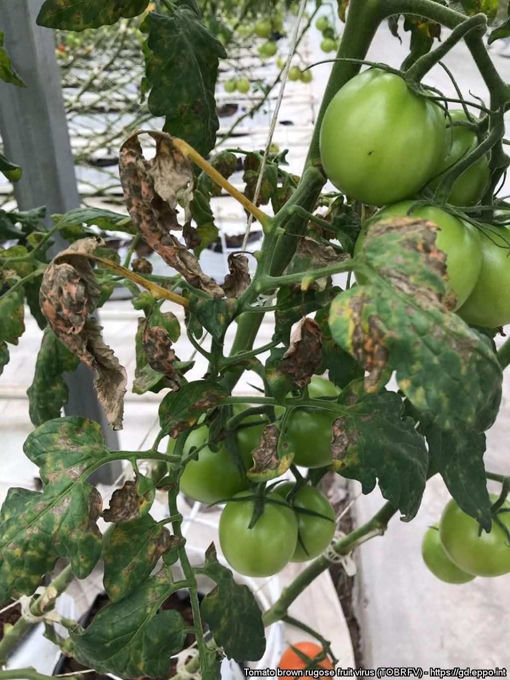 Domates (Solanum lycopersicum)