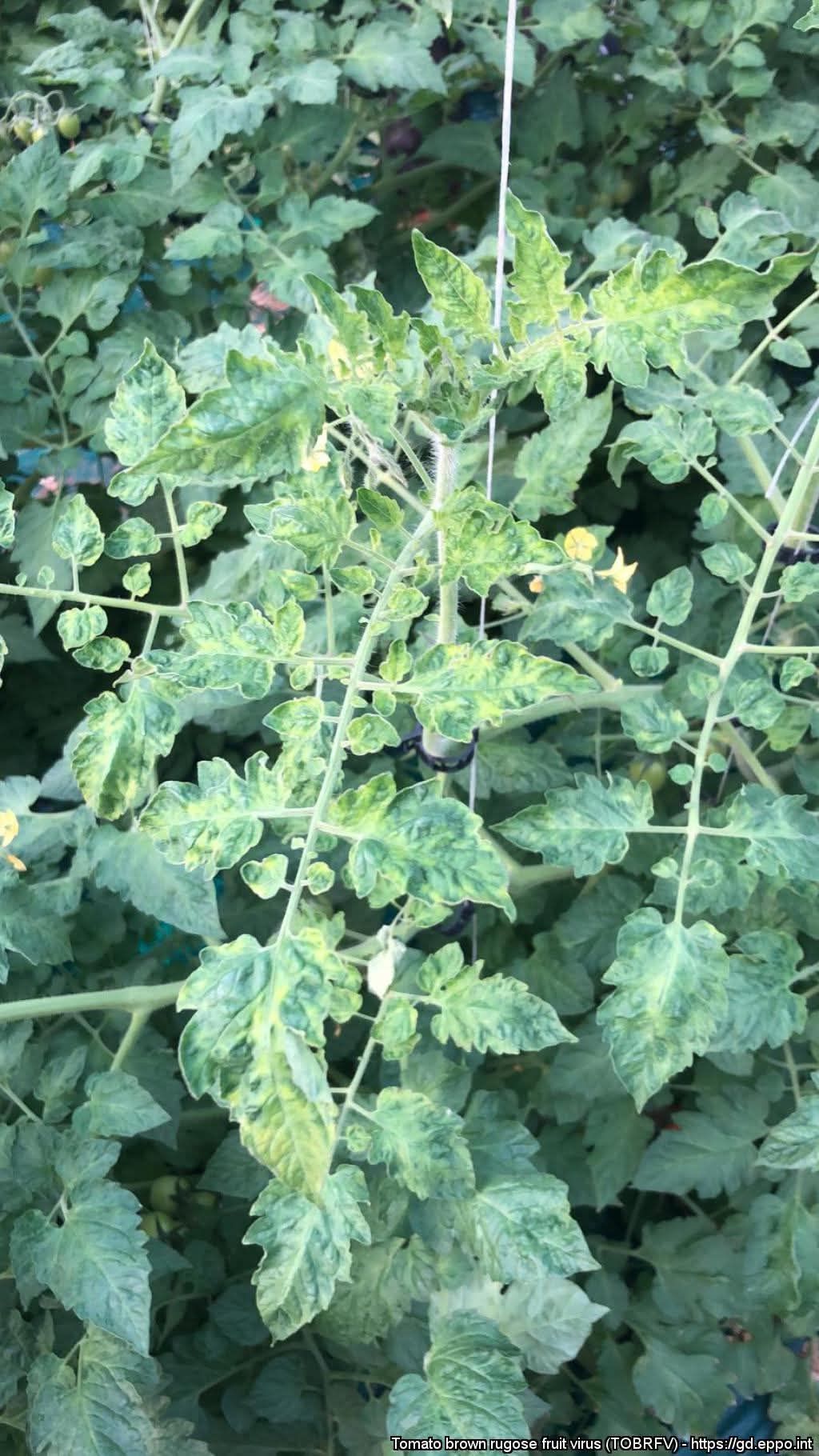 Domates (Solanum lycopersicum)