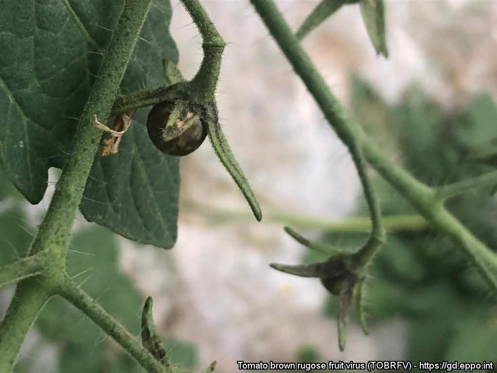 Domates (Solanum lycopersicum)