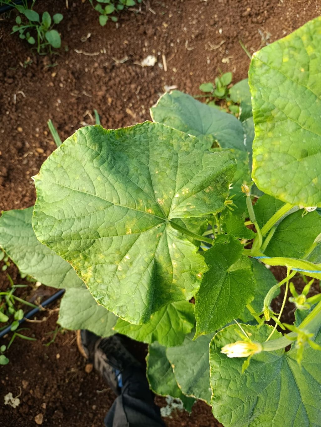 Salatalık (Cucumis sativus)