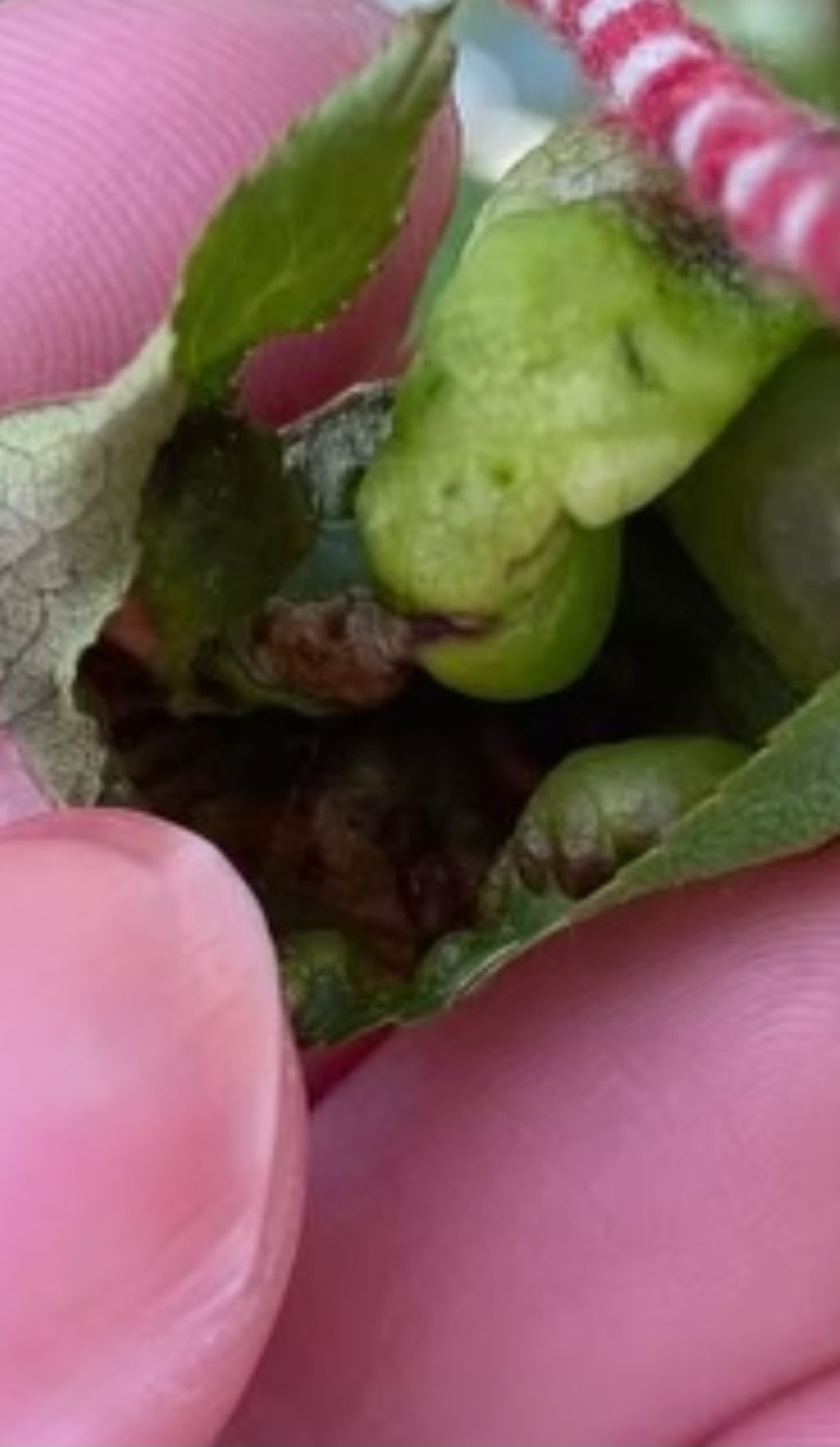 Yaban Mersini (Vaccinium corymbosum)