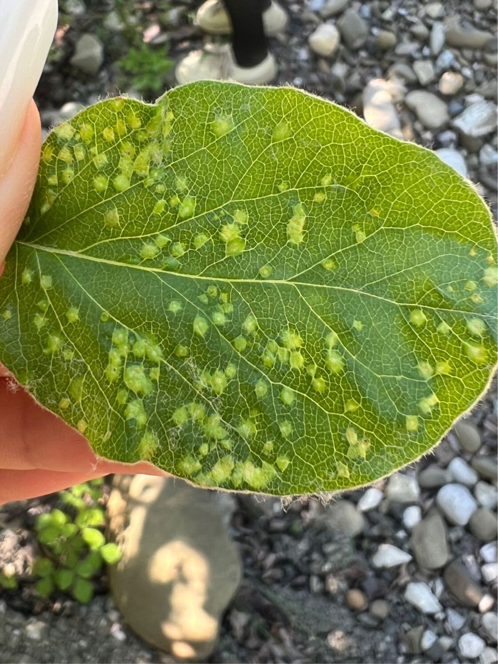 Armut (Pyrus communis)