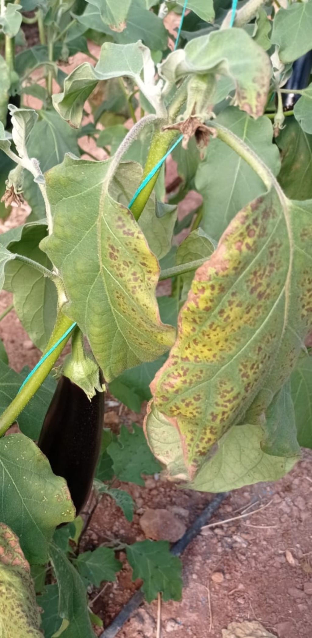 Patlıcan (Solanum melongena)