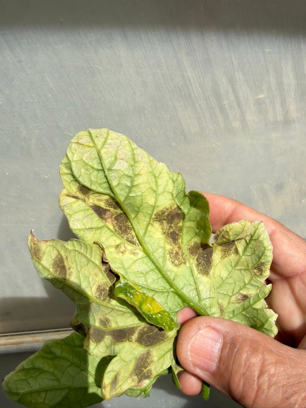 Karpuz (Citrullus lanatus)