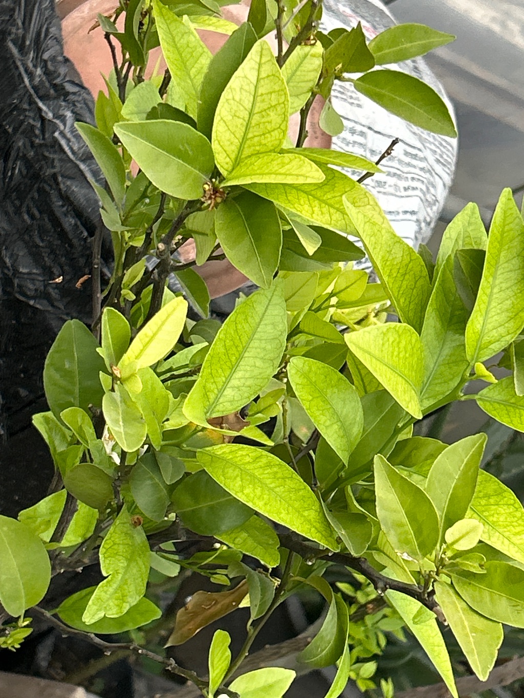 Limon (Citrus limon)