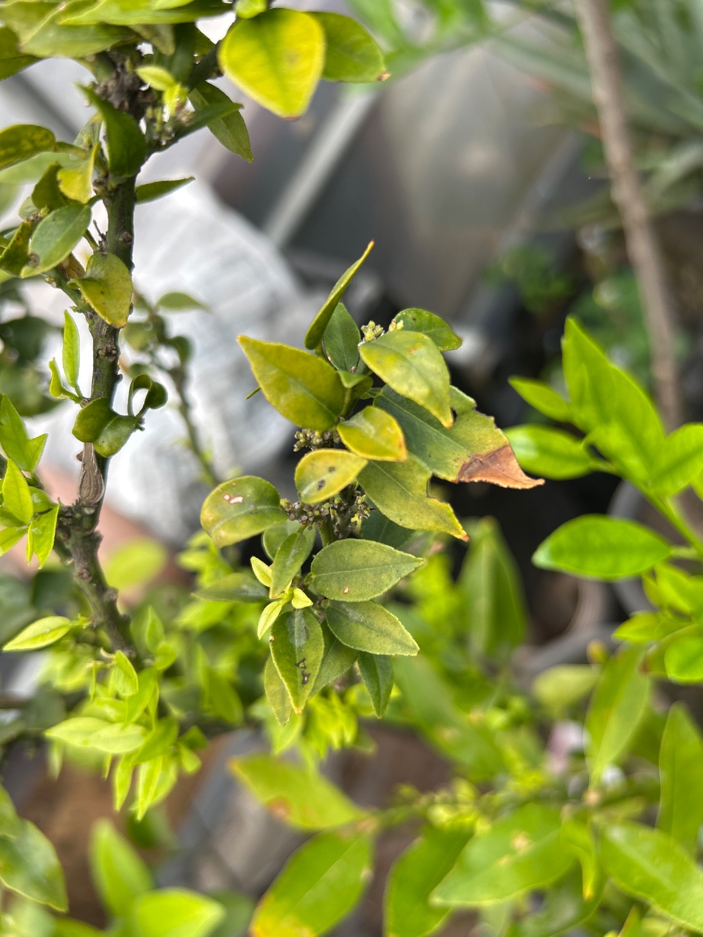 Calamondin (Citrus microcarpa)