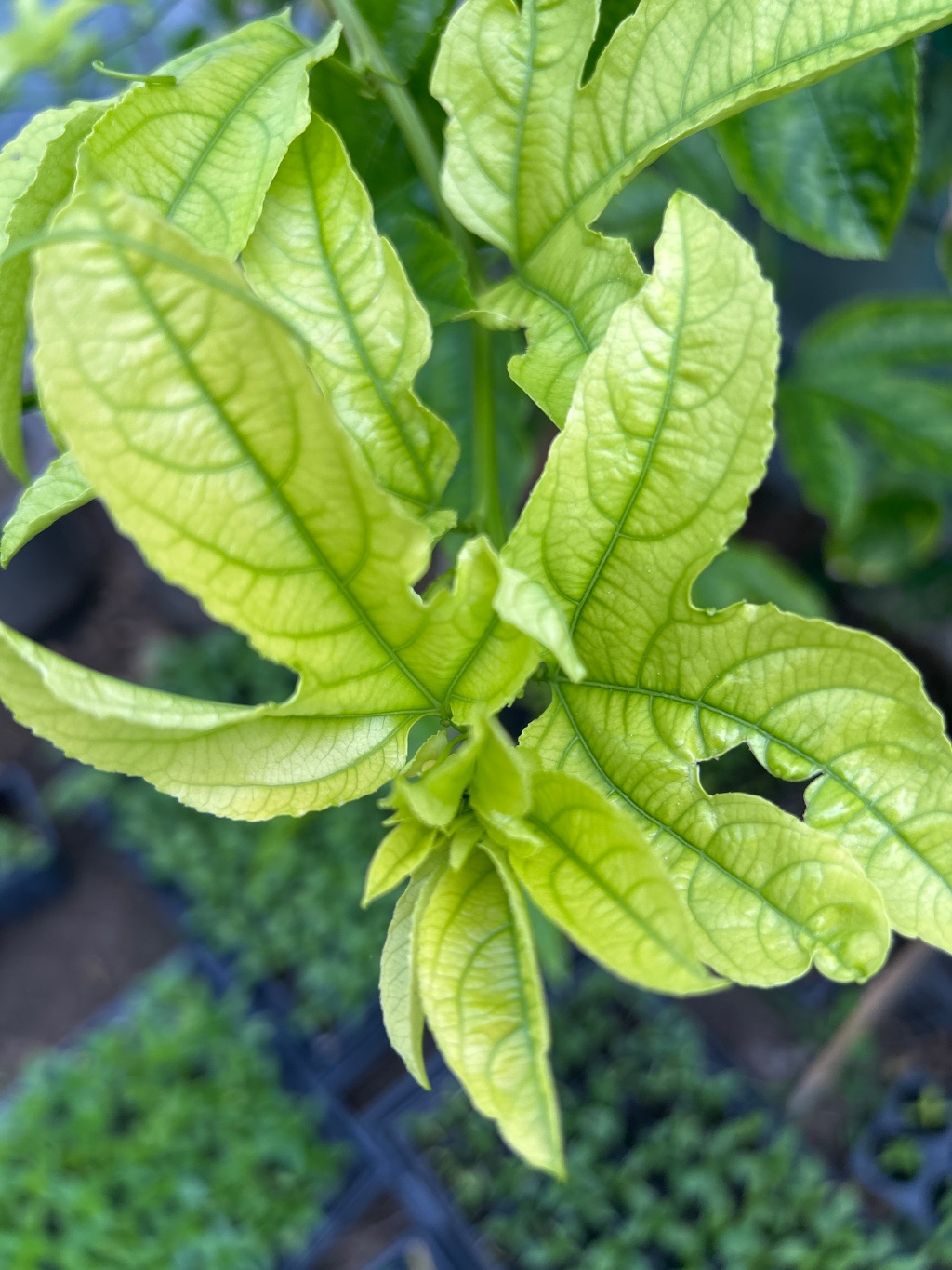 Çarkıfelek (Passiflora edulis)