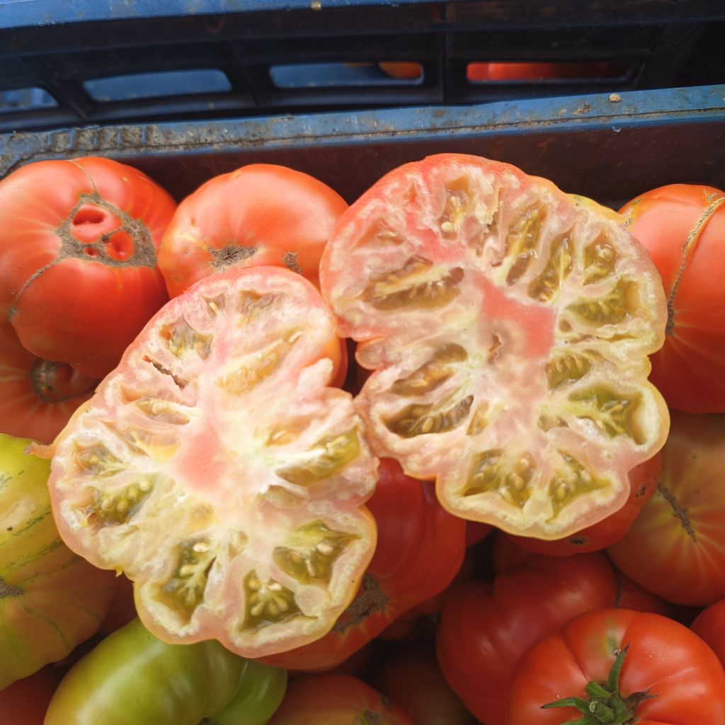 Domates (Solanum lycopersicum)