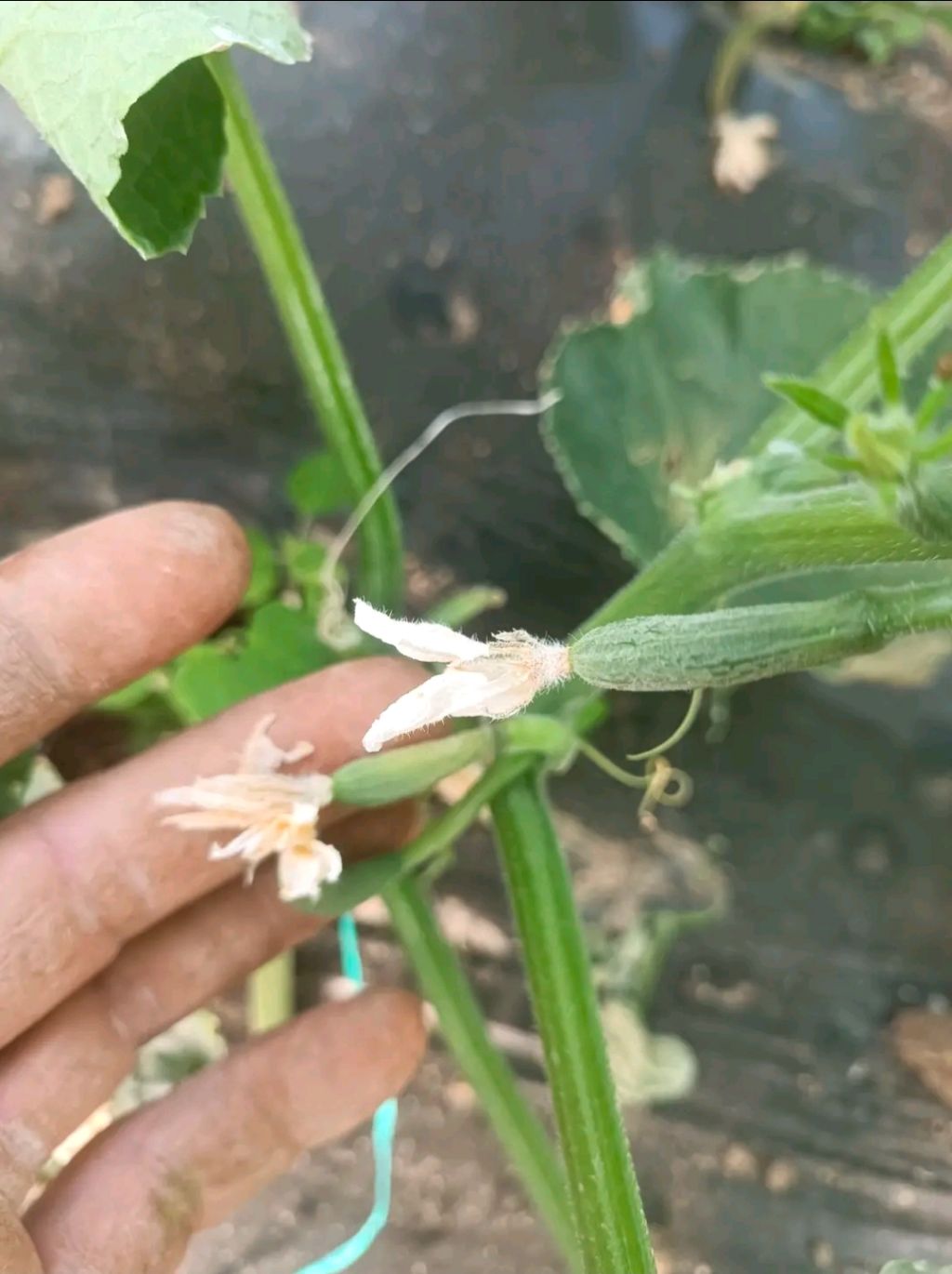 Hıyar (Cucumis sativus)