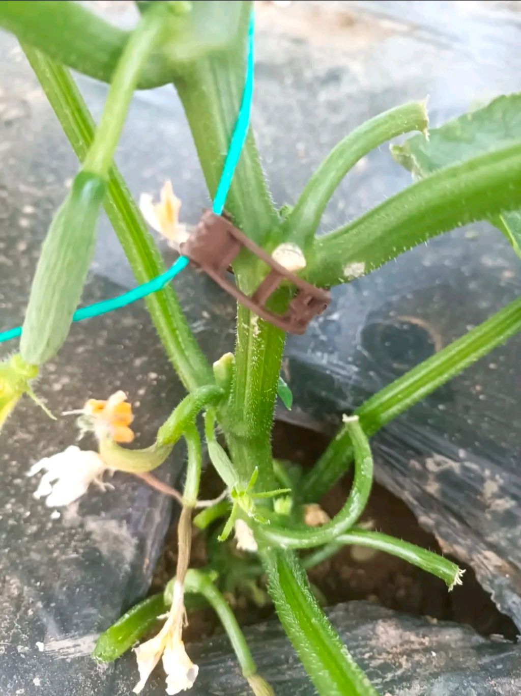 Hıyar (Cucumis sativus)
