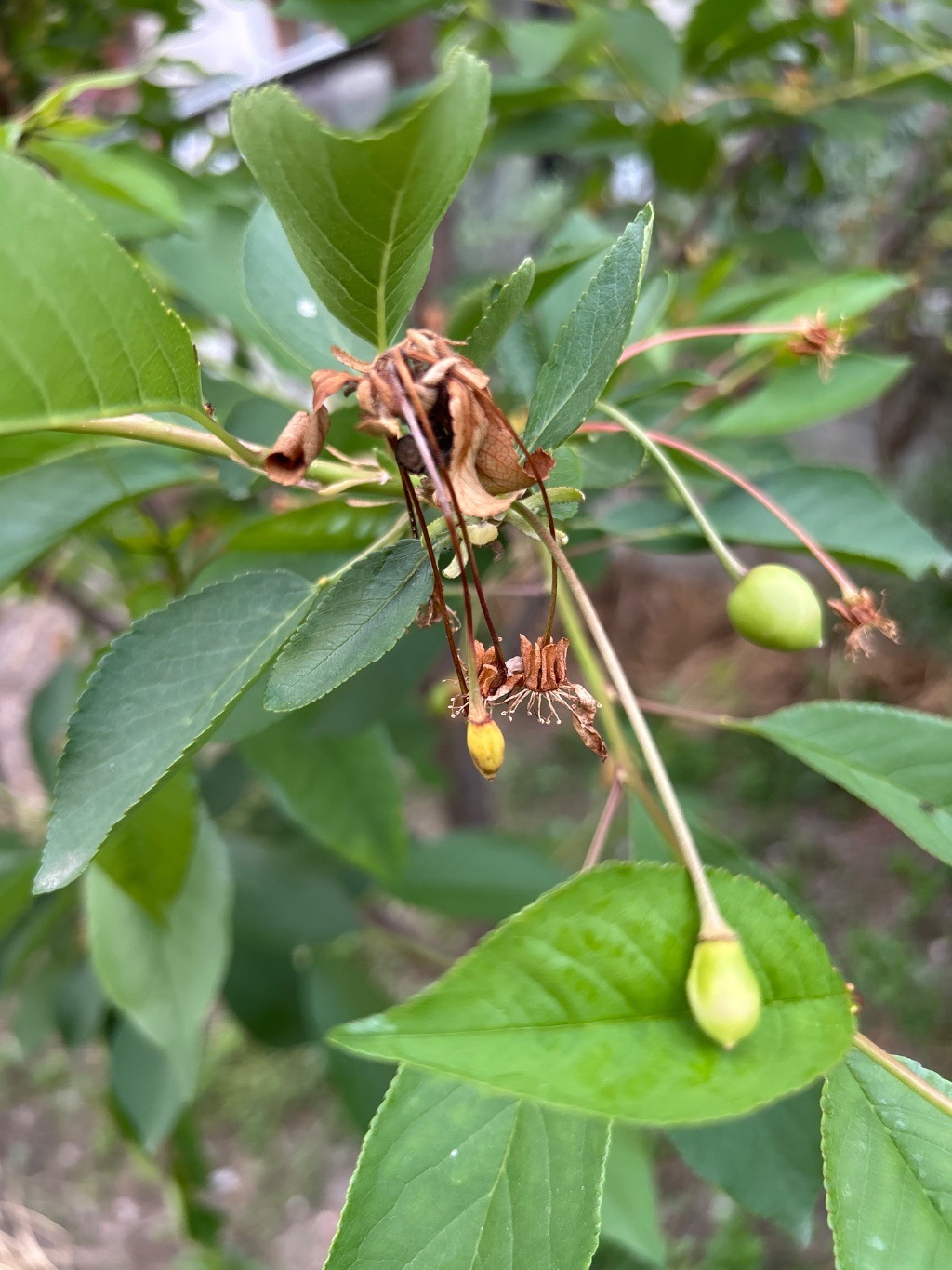 Kiraz (Prunus avium)