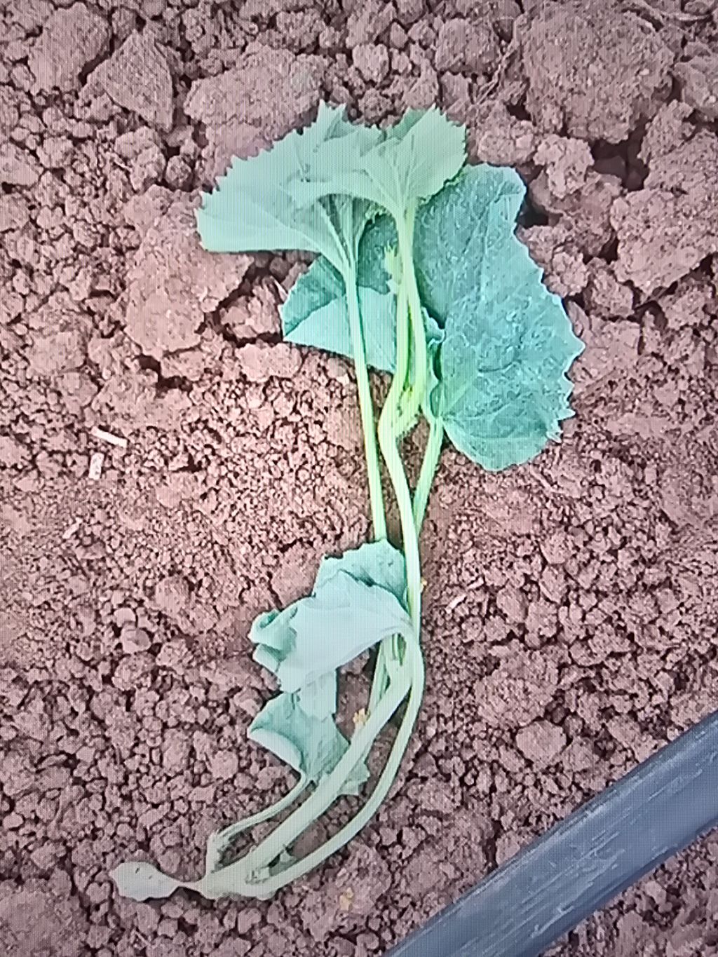 Salatalık (Cucumis sativus)